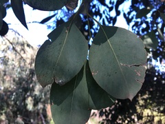 Eucalyptus ovata