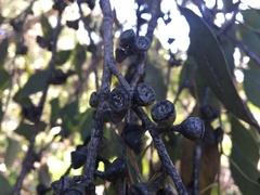 Eucalyptus ovata