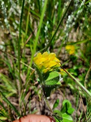 Leobordea