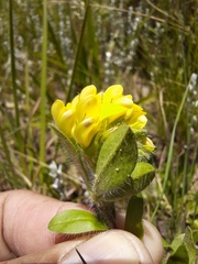 Leobordea
