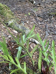 Microsorum pustulatum pustulatum