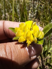 Leobordea