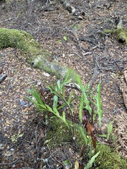 Microsorum pustulatum pustulatum