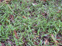 Ottochloa gracillima