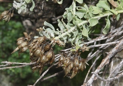 Ericameria cuneata