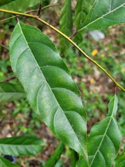 Itea parviflora