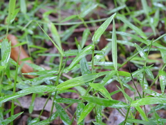 Ottochloa gracillima