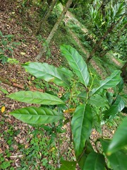 Itea parviflora