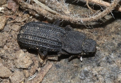 Nyctoporis