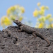 Sceloporus torquatus torquatus - Photo (c) Carlos Galindo-Leal, some rights reserved (CC BY-NC), uploaded by Carlos Galindo-Leal