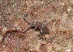 Entomobrya griseoolivata