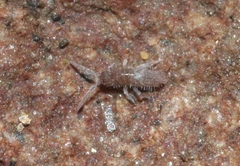 Entomobrya griseoolivata