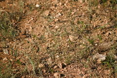 Eragrostis barrelieri