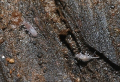 Entomobrya griseoolivata