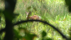 Tragelaphus spekii gratus