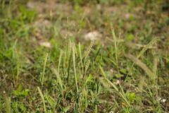 Tragus berteronianus