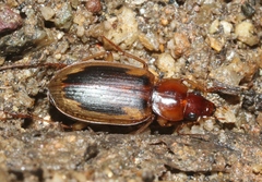 Tanystoma maculicolle