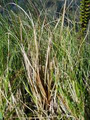Carex druceana