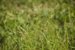 Eragrostis pectinacea