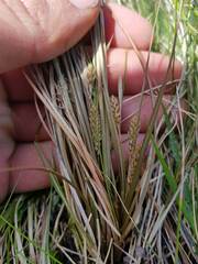 Carex druceana