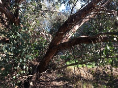 Eucalyptus ovata