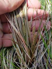 Carex druceana