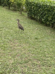 Nycticorax nycticorax nycticorax