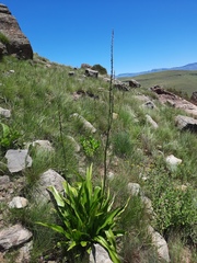 Chlorophytum krookianum