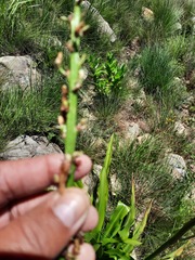 Chlorophytum krookianum