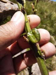 Chlorophytum krookianum