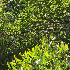 Acanthiza pusilla diemenensis