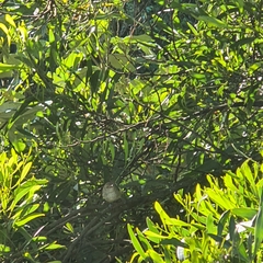 Acanthiza pusilla diemenensis