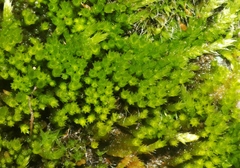 Ptychostomum pseudotriquetrum