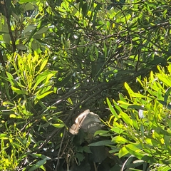 Acanthiza pusilla diemenensis