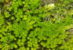 Ptychostomum pseudotriquetrum