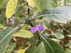 Hygrophila pogonocalyx