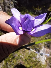 Moraea inclinata