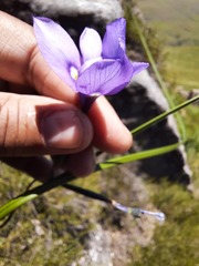 Moraea inclinata