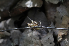 Pyrgomorphidae