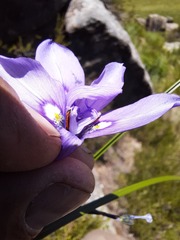 Moraea inclinata