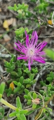 Drosanthemum parvifolium