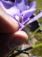 Moraea inclinata