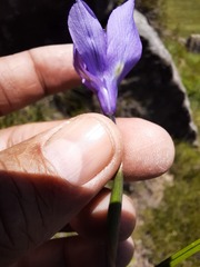 Moraea inclinata