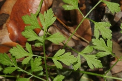 Osmorhiza brachypoda