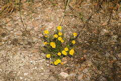 Thymophylla tenuiloba