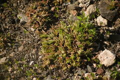 Portulaca pilosa