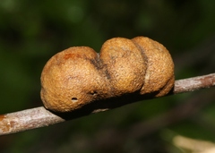 Disholandricus reniformis