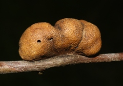 Disholandricus reniformis