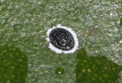 Tetraleurodes perileuca