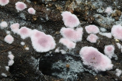 Punctularia atropurpurascens